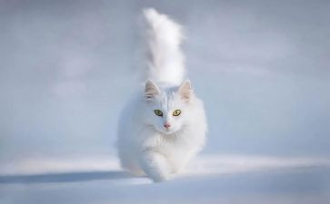 猫的读后感100字推荐5篇