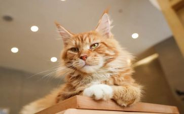 爷爷家的猫作文5篇