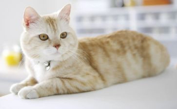 关于猫的读后感400字推荐6篇