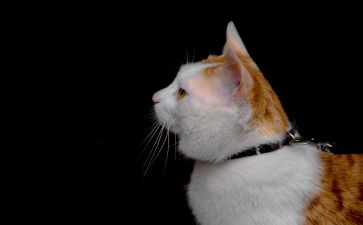 我与猫读后感优秀8篇