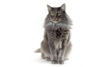 猫作文600字最新7篇