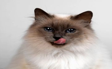 中班语言小猫钓鱼教案8篇