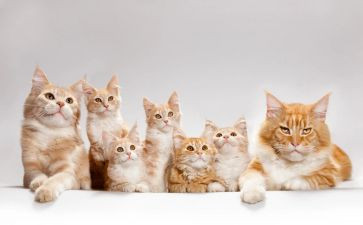 让猫的故事读后感参考7篇