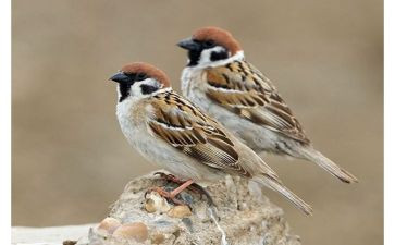 我的小麻雀作文6篇