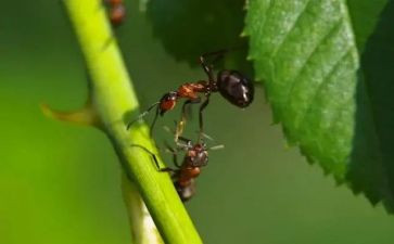 小班蚂蚁搬豆教案8篇