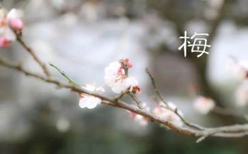 教师观看张桂梅先进事迹心得体会6篇
