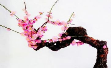 梅为题的作文精选6篇