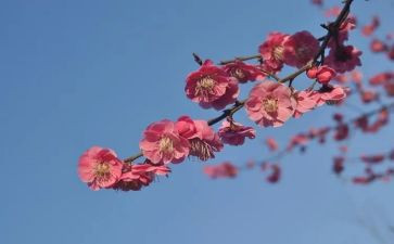 杨梅汁作文最新8篇