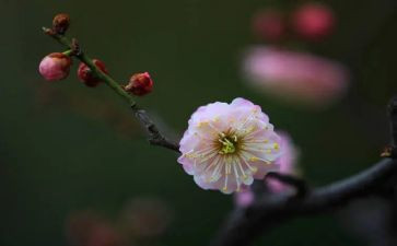 梅花树作文参考8篇