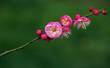 梅花谷作文600字7篇