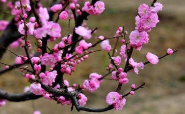 中班点梅花教案8篇