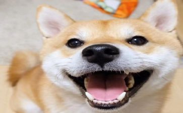 关于萌作文优质5篇