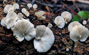 画蘑菇的教案优质8篇