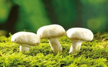 种蘑菇教案7篇