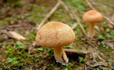 蘑菇的房子教案5篇
