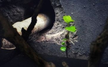 逆境中成长作文参考5篇