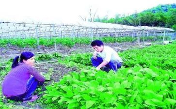 2024年农技人员工作总结8篇