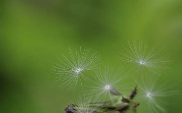 蒲公英作文500字作文8篇