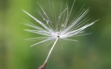 中班《蒲公英》教案6篇