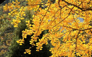 村中秋节活动方案模板7篇