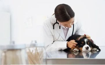 兽医师述职报告6篇