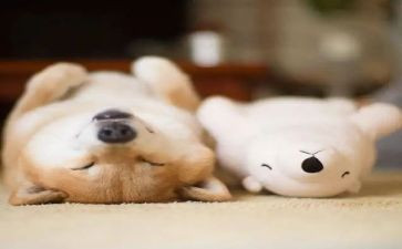 睡眠教育教案5篇