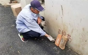 2024年社区除四害工作总结5篇