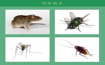2023除四害工作总结8篇