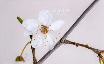 四月作文500字8篇