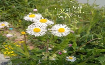 写四月的作文8篇