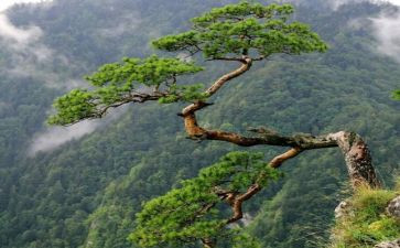 《狼》蒲松龄的读后感8篇