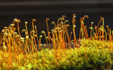有关苔的作文6篇