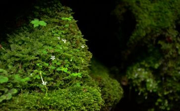 描写苔的作文推荐7篇