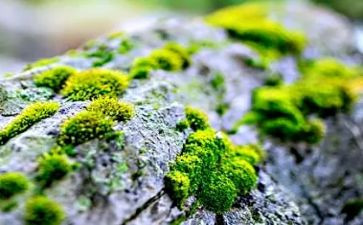 苔的读后感400字通用6篇