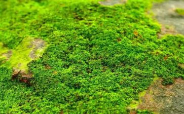 《苔》感悟作文通用8篇