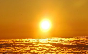 养太阳花作文优秀6篇