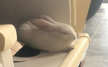 狮子和兔子教学反思6篇
