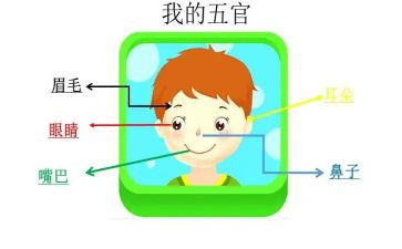 趣说五官作文5篇