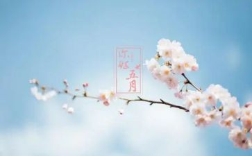 五月五教案7篇