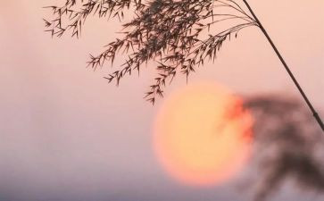 读后感骆驼祥子600字模板6篇