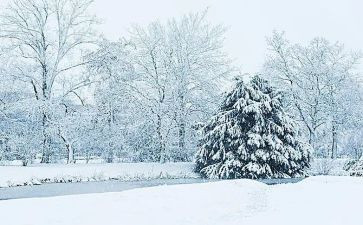 下雪了作文模板7篇