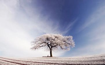故乡的雪作文400字优质5篇