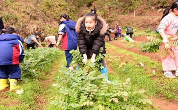 小学农村校长述职报告5篇