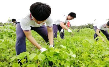 小学农村校长述职报告模板8篇