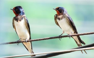 中班《小燕子》教案8篇