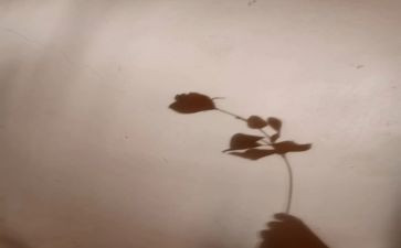 小班科学找影子教案7篇