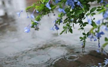 雨中情作文500字7篇