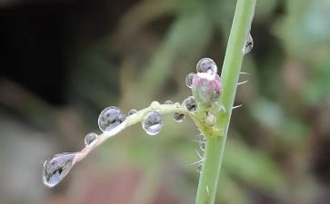 初秋的雨作文8篇