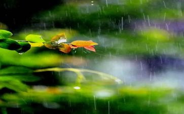 幼儿园谷雨教案5篇