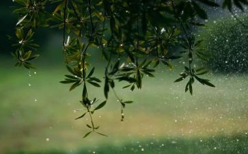 11秋天的雨读后感最新6篇